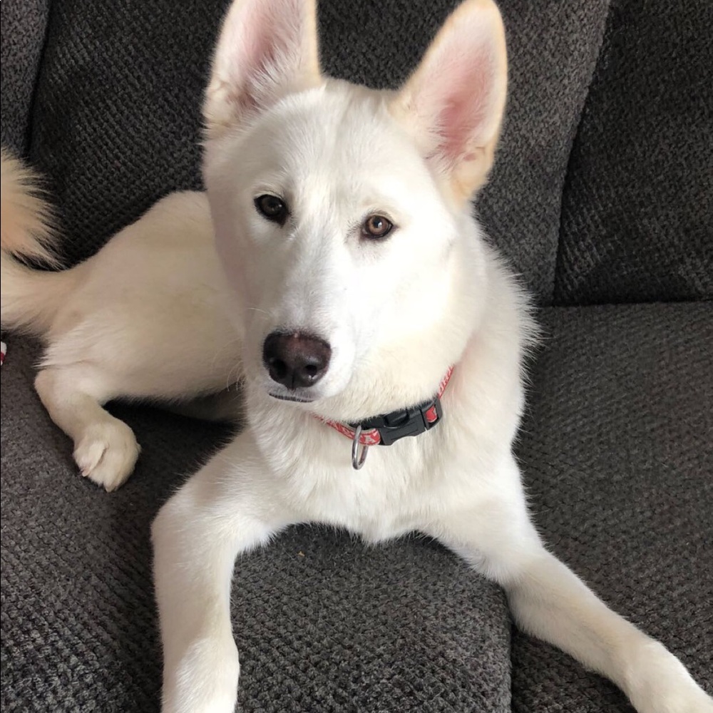 Meet your Posher, Mia